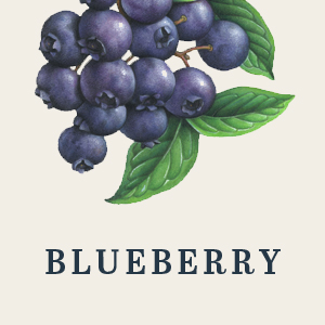 Blueberry Honey - Image 2