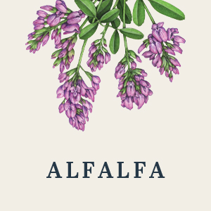 Alfalfa Honey - Image 2