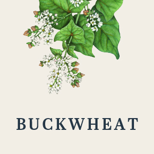 Buckwheat Honey - Image 2