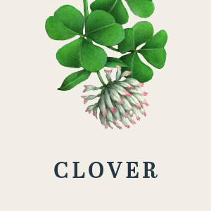 Clover Honey - Image 2